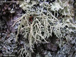 Attēlu rezultāti vaicājumam “Evernia mesomorpha”