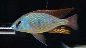 Attēlu rezultāti vaicājumam “Tetratoma ancora”