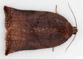 Attēlu rezultāti vaicājumam “Archips podana female”