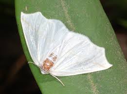 Attēlu rezultāti vaicājumam “Geometridae”