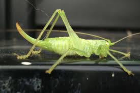 Attēlu rezultāti vaicājumam “Decticus verrucivorus nymph”