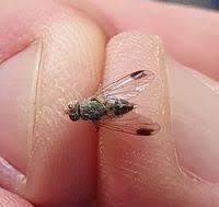 Attēlu rezultāti vaicājumam “Muscidae”