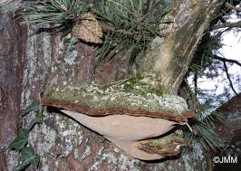 Attēlu rezultāti vaicājumam “Phellinus pini”