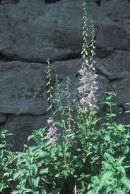 Image result for Campanula rapunculoides