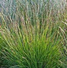 Attēlu rezultāti vaicājumam “Sesleria caerulea fruit”