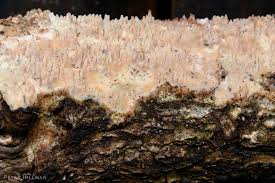 Attēlu rezultāti vaicājumam “Mycoacia fuscoatra”