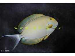 Image result for Acanthurus xanthopterus