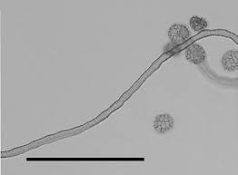 Attēlu rezultāti vaicājumam “Oligonema flavidum sessile”