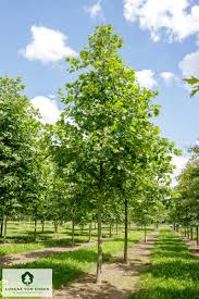 Attēlu rezultāti vaicājumam “Platanus x hispanica (syn. Platanus x acerifolia)”