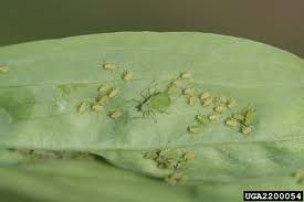 Attēlu rezultāti vaicājumam “Acyrthosiphon”