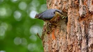 Attēlu rezultāti vaicājumam “Sitta europaea nest”