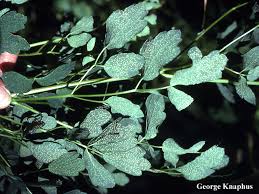 Attēlu rezultāti vaicājumam “Tranzschelia pruni-spinosae spores”