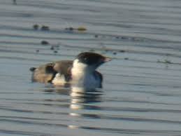 Image result for Synthliboramphus antiquus