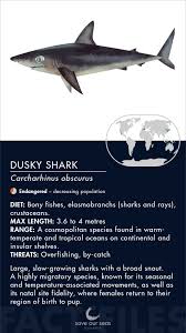 Image result for Carcharhinus obscurus