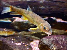 Image result for Moxostoma duquesnei