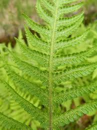 Attēlu rezultāti vaicājumam “Phegopteris connectilis”