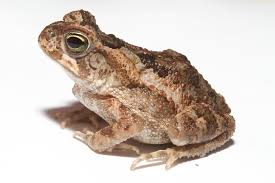 Attēlu rezultāti vaicājumam “Bufo bufo juvenile”