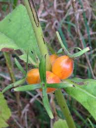 Attēlu rezultāti vaicājumam “Herminium monorchis fruit”