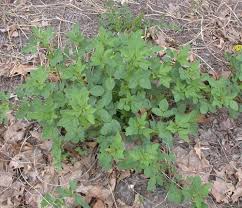 Attēlu rezultāti vaicājumam “Melilotus officinalis leaf”