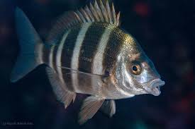 Image result for Diplodus cervinus