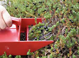 Attēlu rezultāti vaicājumam “Empetrum nigrum fruit”