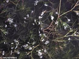 Attēlu rezultāti vaicājumam “Najas marina leaf”