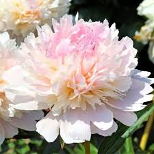 Attēlu rezultāti vaicājumam “Paeonia lactiflora”