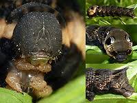 Attēlu rezultāti vaicājumam “Deilephila elpenor larva”