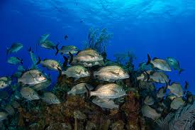 Image result for Haemulon carbonarium