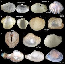 Attēlu rezultāti vaicājumam “Physarum bivalve sessile”