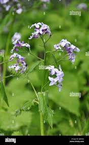 Attēlu rezultāti vaicājumam “Lunaria rediviva leaf”