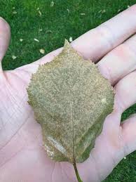 Attēlu rezultāti vaicājumam “Betula papyrifera leaf”