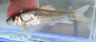 Image result for Moxostoma erythrurum