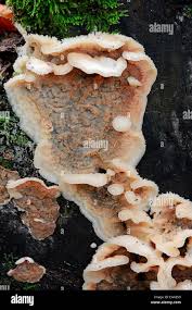 Attēlu rezultāti vaicājumam “Phlebia tremellosa”