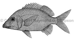 Image result for Haemulon plumierii