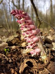 Attēlu rezultāti vaicājumam “Lathraea squamaria flower”