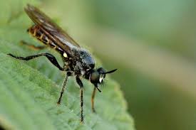 Attēlu rezultāti vaicājumam “Choerades sp.”