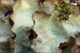 Attēlu rezultāti vaicājumam “Cetrelia olivetorum”