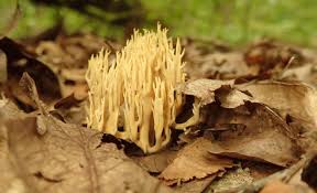 Attēlu rezultāti vaicājumam “Lentaria sp.”