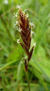 Attēlu rezultāti vaicājumam “Blysmus compressus leaf”