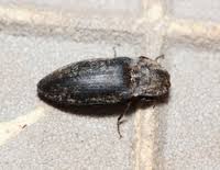 Attēlu rezultāti vaicājumam “Agrypnus murinus”