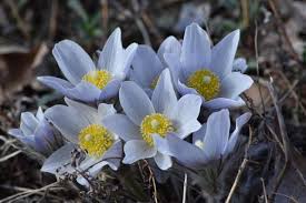 Attēlu rezultāti vaicājumam “Pulsatilla patens bud”