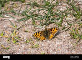 Attēlu rezultāti vaicājumam “Issoria lathonia upperside”