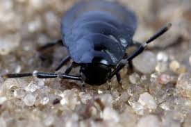 Attēlu rezultāti vaicājumam “Silpha sp.”