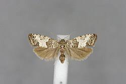 Attēlu rezultāti vaicājumam “Spilonota ocellana”