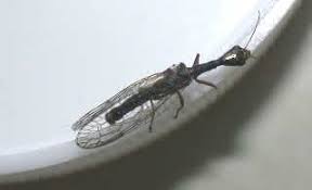 Attēlu rezultāti vaicājumam “Raphidia larva”