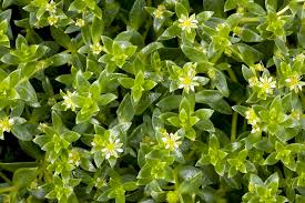 Attēlu rezultāti vaicājumam “Honckenya peploides flower”