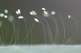 Attēlu rezultāti vaicājumam “Chrysopidae eggs”