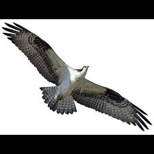 Image result for Pandion haliaetus