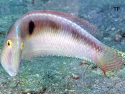 Image result for Xyrichtys novacula